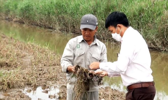 Ngành nông nghiệp và chính quyền địa phương đã động viên bà con tăng cường chăm sóc, bổ sung phân bón trên các ruộng lúa có khả năng hồi phục, có phương án hỗ trợ giúp người dân sớm ổn định cuộc sống. Ảnh: Võ Dung - TTXVN