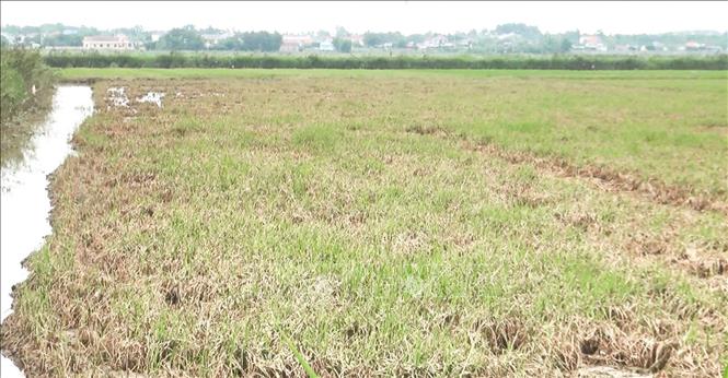 Hồng Thủy là xã chịu thiệt hại nặng nhất của huyện Lệ Thủy (tỉnh Quảng Bình) sau đợt mưa lũ trái mùa vừa qua với hơn 250 ha lúa và hơn 100ha lúa – cá bị hư hỏng hoàn toàn. Ảnh: Võ Dung - TTXVN