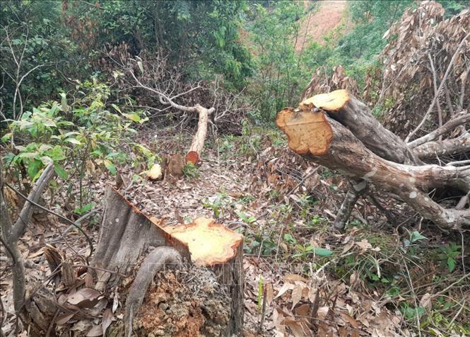 Hiện trường vụ phá rừng ở bản Hua Luống (xã Nà Tấu, thành phố Điện Biên Phủ, tỉnh Điện Biên). Ảnh: Xuân Tiến – TTXVN 