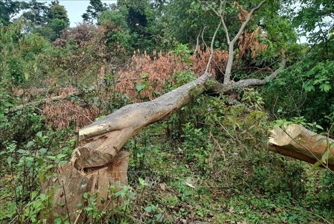 Những cây to bị “lâm tặc” cưa hạ còn nằm tại hiện trường. Ảnh:  Xuân Tiến – TTXVN 
