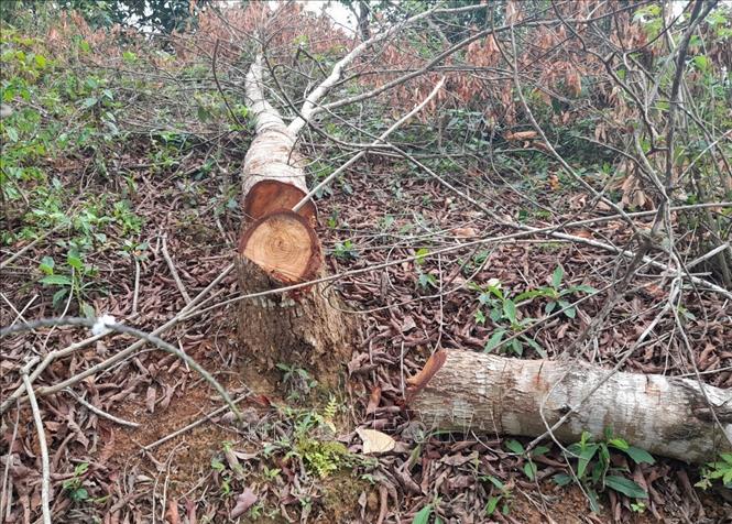 Ngổn ngang thân, gốc, cành cây còn nằm lại tại hiện trường trong vụ phá rừng tại bản Hua Luống (xã Nà Tấu, thành phố Điện Biên Phủ, tỉnh Điện Biên). Ảnh: Xuân Tiến – TTXVN