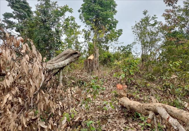 Tan hoang rừng tái sinh lâu năm trên địa bàn bản Hua Luống (xã Nà Tấu, thành phố Điện Biên Phủ, tỉnh Điện Biên). Ảnh: Xuân Tiến – TTXVN