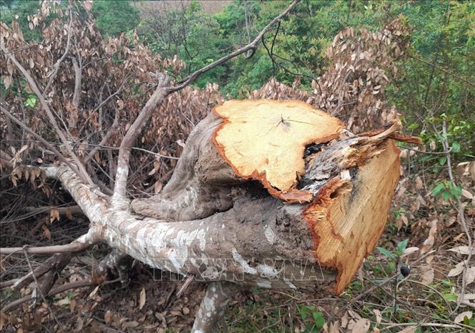 Một thân cây to có chu vi một người ôm còn nằm lại tại hiện trường trong một vụ phá rừng xảy ra tại bản Hua Luống (xã Nà Tấu, thành phố Điện Biên Phủ, tỉnh Điện Biên). Ảnh: Xuân Tiến – TTXVN