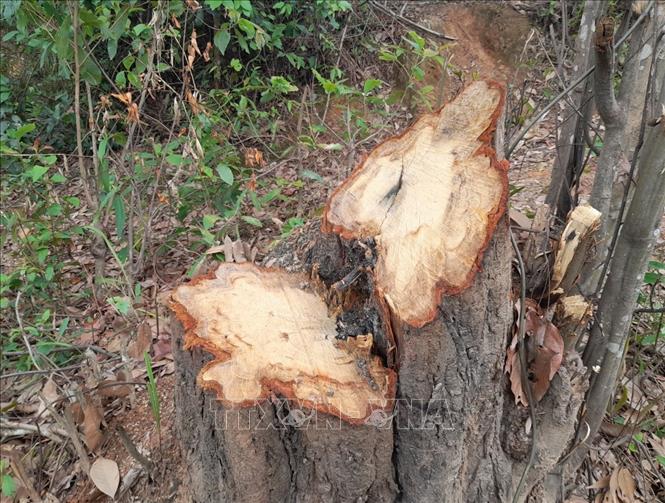 Gốc cây to có chu vi một người ôm tại hiện trường vụ phá rừng trên địa bàn bản Hua Luống (xã Nà Tấu, thành phố Điện Biên Phủ, tỉnh Điện Biên). Ảnh: Xuân Tiến – TTXVN