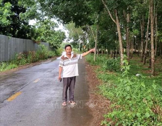 Vườn cây cao su mà Nguyễn Sơn Lâm lừa bán cho nạn nhân. Ảnh: TTXVN phát