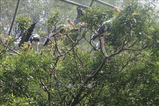 Trong ảnh: Giang Sen sinh sống trong khu bán tự nhiên tại Khu Bảo tồn sinh thái Đồng Tháp Mười (Tiền Giang). Ảnh: Minh Trí - TTXVN