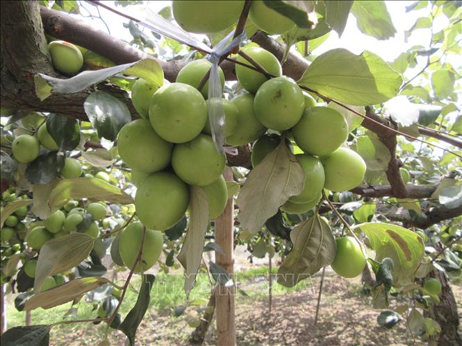 Trong ảnh: Vườn táo bao lưới chuẩn bị thu hoạch. Ảnh: Nguyễn Thành – TTXVN