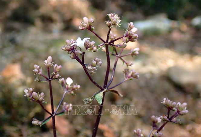 Trong ảnh: Hoa của một loài cỏ nhung, còn gọi là hoa sao tím mọc trên dọc tuyến hành trình lên đỉnh Phja Pò. Ảnh: Anh Tuấn – TTXVN