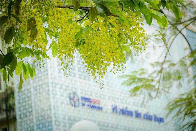 Muồng hoàng yến nở thành từng chùm với màu vàng rực rỡ. Ảnh: Xuân Tư – TTXVN