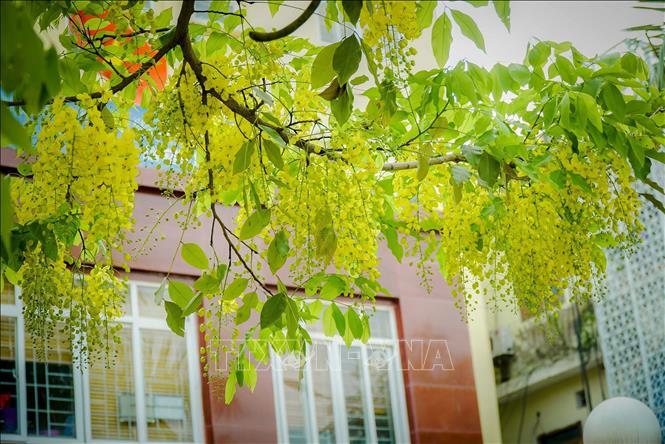 Hoa muồng hoàng yến bung nở giữa phố núi Điện Biên. Ảnh: Xuân Tư – TTXVN