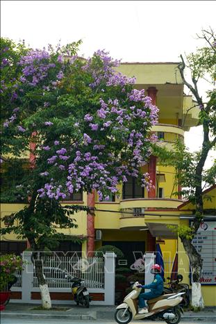 Những cây hoa bằng lăng đua nhau khoe sắc tím. Ảnh: Xuân Tư – TTXVN