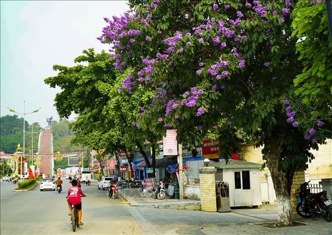 Hoa bằng lăng nở khoe sắc tím trên đường Trần Đăng Ninh, trước lối lên Tượng đài Chiến thắng Điện Biên Phủ. Ảnh: Xuân Tư – TTXVN