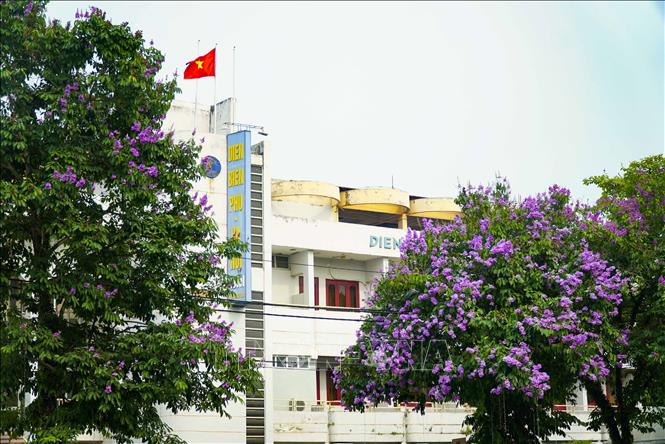 Hoa bằng lăng tím mang vẻ đẹp quyến rũ, nhẹ nhàng. Ảnh: Xuân Tư – TTXVN