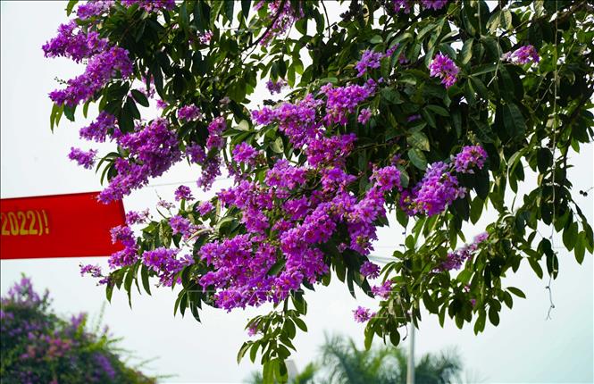 Hình ảnh những chùm hoa bằng lăng tím trên phố là dấu hiệu của mùa hè đang sắp đến gần. Ảnh: Xuân Tư - TTXVN