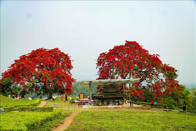 Hoa phượng nở rực rỡ trên Đồi A1. Ảnh: Xuân Tư – TTXVN