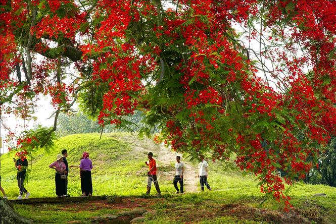 Du khách tham quan và ngắm hoa phượng nở trên Đồi A1. Ảnh: Xuân Tư – TTXVN