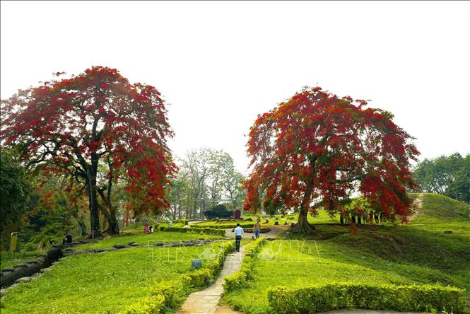 Hoa phượng nở rực rỡ trên Đồi A1. Ảnh: Xuân Tư – TTXVN