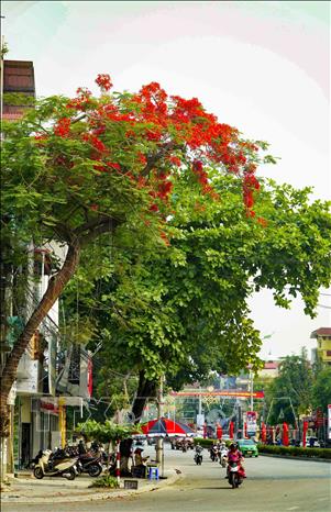 Một cây hoa phượng nở đỏ trên đường Võ Nguyên Giáp. Ảnh: Xuân Tư – TTXVN