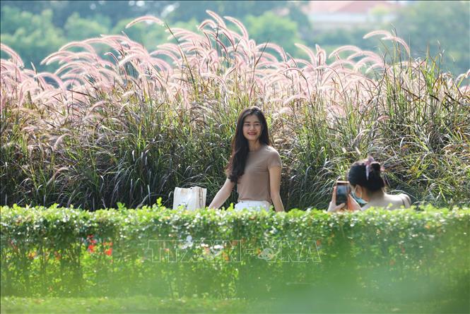 Vườn cỏ lau bên Hồ Gươm là điểm chụp ảnh lý tưởng của du khách. Ảnh: Thanh Tùng - TTXVN