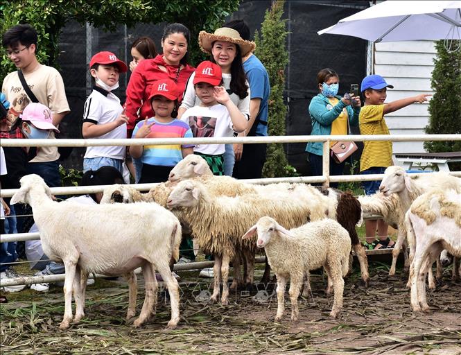 Trang trại cừu thu hút khách du lịch ở Bạc Liêu. Ảnh: Nhật Bình - TTXVN