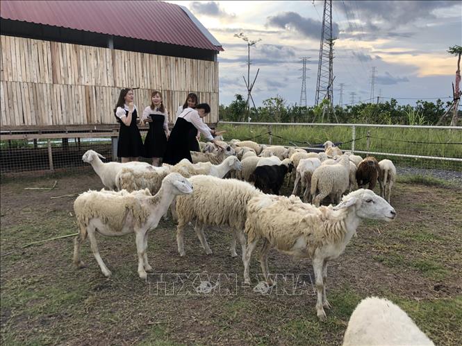 Trang trại cừu thu hút khách du lịch ở Bạc Liêu. Ảnh: Nhật Bình - TTXVN