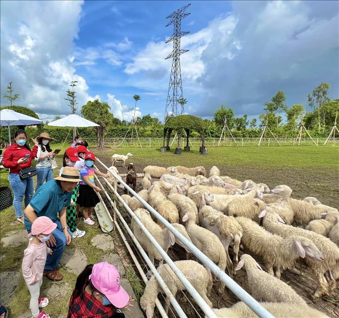 Trang trại cừu thu hút khách du lịch ở Bạc Liêu. Ảnh: Nhật Bình - TTXVN