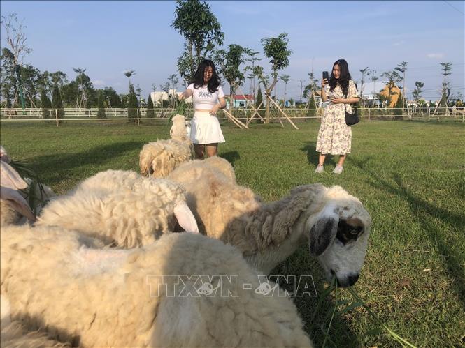 Trang trại cừu thu hút khách du lịch ở Bạc Liêu. Ảnh: Nhật Bình - TTXVN