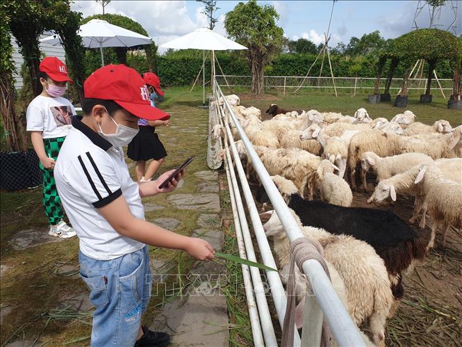 Trang Trại Cừu thu hút khách du lịch ở Bạc Liêu. Ảnh: Nhật Bình - TTXVN