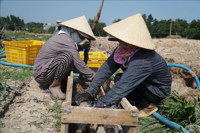Trong ảnh: Công nhân thu hoạch khoai mài tại vườn của gia đình ông Nguyễn Quốc Tuấn, ngụ xã Kim Long, huyện Châu Đức. Ảnh: Hoàng Nhị - TTXVN