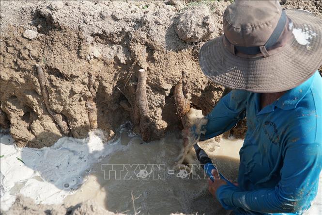 Trong ảnh: Công nhân lấy vòi nước cao áp để tách khoai mài ra khỏi lớp đất để thu hoạch tại vườn khoai mài của gia đình ông Nguyễn Quốc Tuấn. Ảnh: Hoàng Nhị - TTXVN