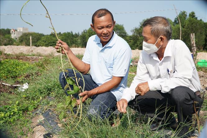 Trong ảnh: Ông Nguyễn Quốc Tuấn, trú tại xã Kim Long, huyện Châu Đức (trái) trao đổi kinh nghiệm trồng khoai mài với cán bộ hội nông dân. Ảnh: Hoàng Nhị - TTXVN