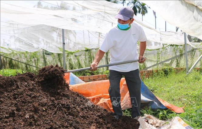 Trong ảnh: Nông dân tận dụng nguyên liệu sẵn có ở địa phương như rơm, lục bình, phân bò… để làm phân hữu cơ. Ảnh: Nhựt An - TTXVN