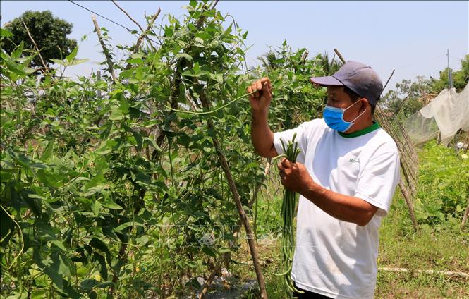 Trong ảnh: Rau màu được bón phân hữu cơ tự ủ vẫn phát triển tốt, giúp giảm chi phí vật tư nông nghiệp. Ảnh: Nhựt An - TTXVN