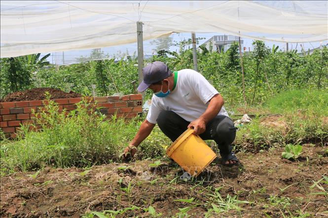 Trong ảnh: Sau thời gian ủ từ 3 - 4 tháng, phân hữu cơ được ông Nguyễn Văn Minh ngụ xã Long Thuận, huyện Hồng Ngự bón cho cây trồng, thay thế phân hóa học. Ảnh: Nhựt An - TTXVN