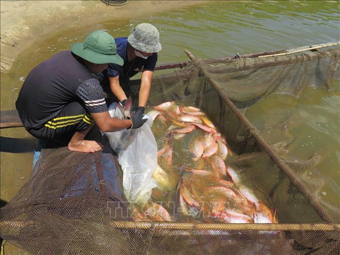 Farmers in Dak Ha district, the Central Highlands province of Kon Tum harvest fish. VNA Photo: Dư Toán