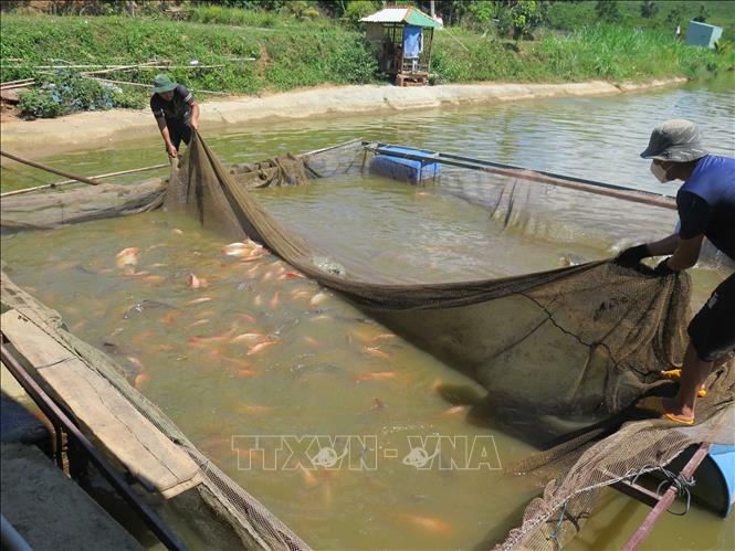 Farmers in Dak Ha district, the Central Highlands province of Kon Tum harvest fish. VNA Photo: Dư Toán