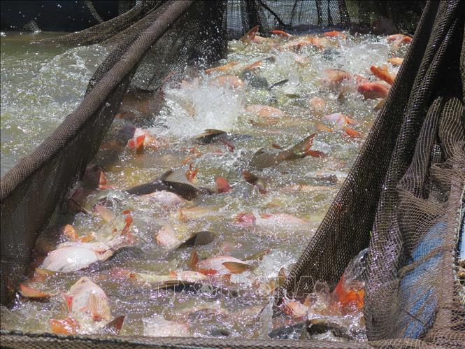 Farmers in Dak Ha district, the Central Highlands province of Kon Tum harvest fish. VNA Photo: Dư Toán