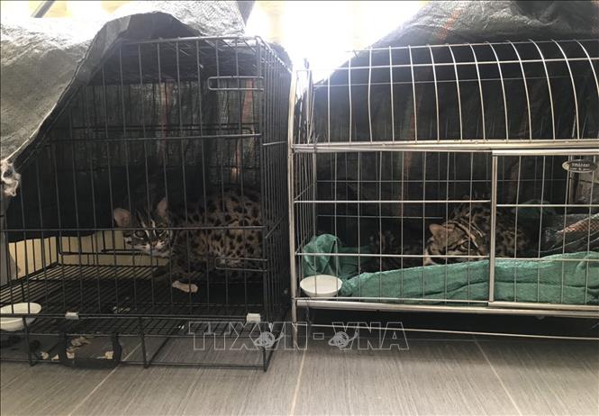 Các cá thể mèo rừng được nuôi nhốt tại một hộ dân tại thành phố Điện Biên Phủ. Ảnh: TTXVN phát