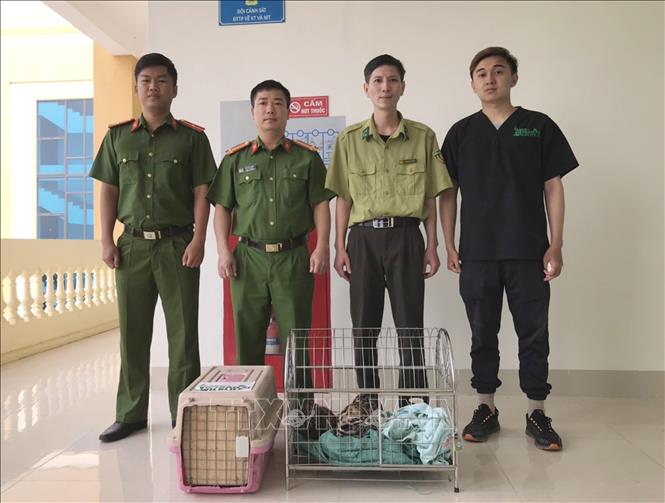 Cán bộ Vườn quốc gia Cúc Phương tiếp nhận các cá thể mèo rừng từ cơ quan chức năng thành phố Điện Biên Phủ. Ảnh: TTXVN phát