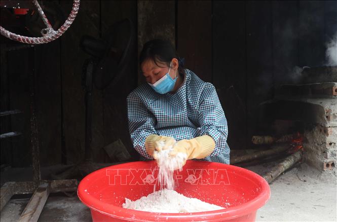 Trong ảnh: Củ dong riềng rửa sạch đất cát, cắt bỏ rễ và các phần bị hỏng, sau đó, đưa vào máy nghiền tạo thành hỗn hợp gồm xơ củ và tinh bột. Ảnh; Chu Hiệu-TTXVN