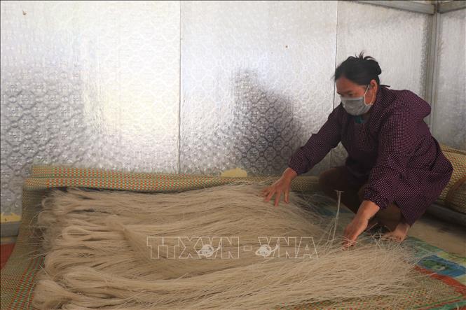 Trong ảnh: Sợi miến dong Phia Đén có màu hơi đen hoặc trắng ngà. Ảnh: Chu Hiệu-TTXVN
