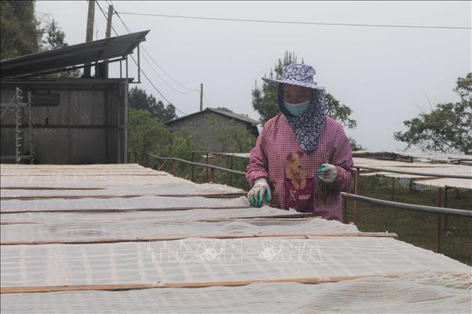 Trong ảnh: Người dân ở Phia Đén phơi miến dưới nắng trên độ cao gần 2000 mét so với mực nước biển. Ảnh: Chu Hiệu-TTXVN