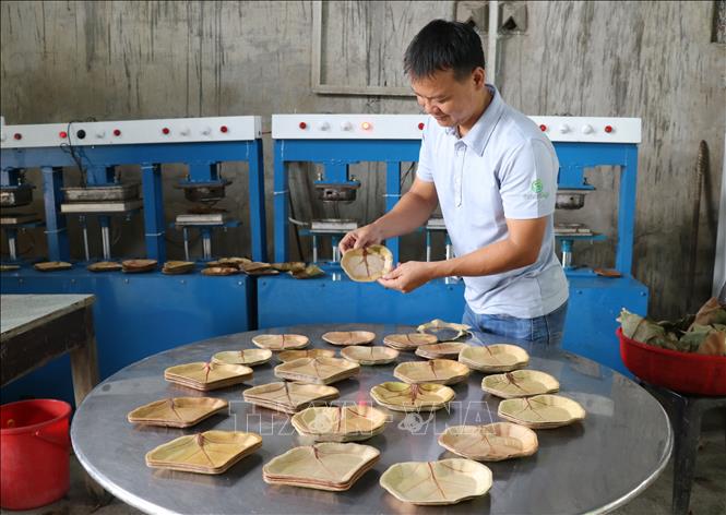 Mr. Tuyen designs heart-shaped and triangular dishes from sea grape leaves.VNA Photo: Phạm Cường