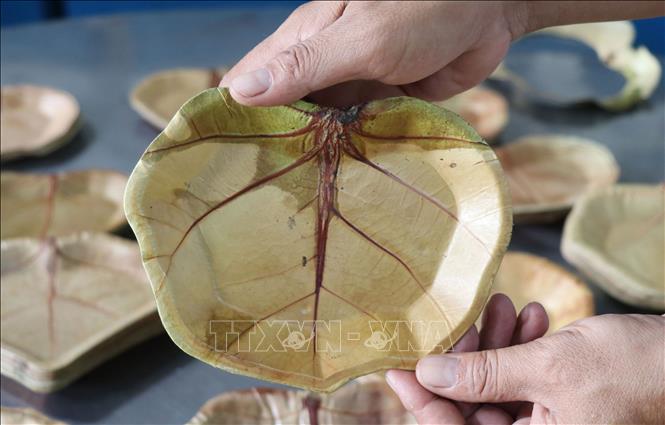 Dishes made from sea grape leaves retain a beautiful venation pattern, and can be reused up to 10 times. VNA Photo: Phạm Cường