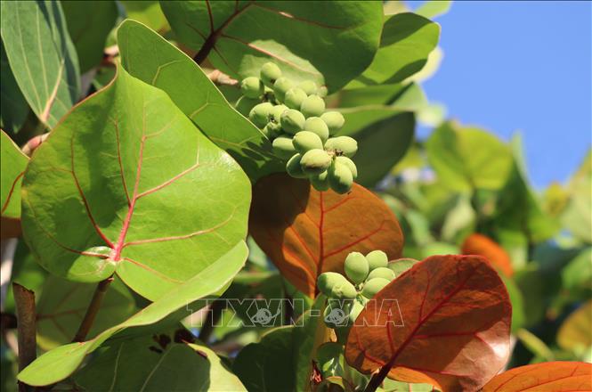 Sea grape leaves are thick, and its trees native to coastal beaches. VNA Photo: Phạm Cường