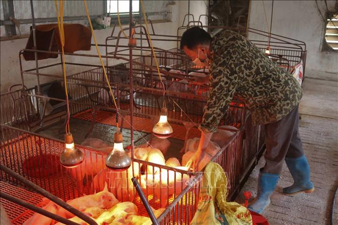 Trong ảnh: Chăn nuôi lợn ở Hợp tác xã nông nghiệp Tiến Bộ tại xã Minh Tâm, huyện Nguyên Bình, tỉnh Cao Bằng. Ảnh: Chu Hiệu - TTXVN