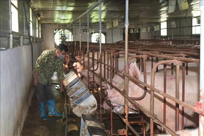 Trong ảnh: Chăn nuôi lợn ở Hợp tác xã nông nghiệp Tiến Bộ tại xã Minh Tâm, huyện Nguyên Bình, tỉnh Cao Bằng. Ảnh: Chu Hiệu - TTXVN