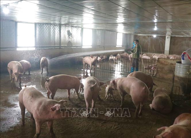 Trong ảnh: Chăn nuôi lợn ở Hợp tác xã nông nghiệp Tiến Bộ tại xã Minh Tâm, huyện Nguyên Bình, tỉnh Cao Bằng. Ảnh: Chu Hiệu - TTXVN