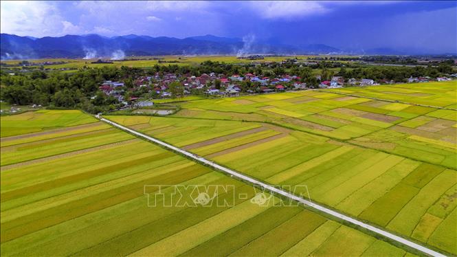 Trong ảnh: Cánh đồng vào mùa lúa chín tạo nên bức tranh rực rỡ sắc màu. Ảnh: Xuân Tư - TTXVN