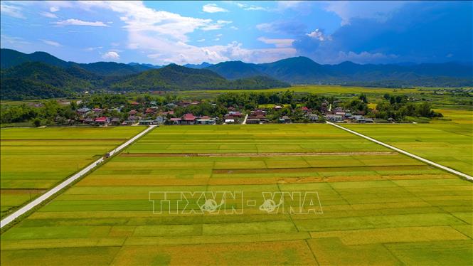 Trong ảnh: Những bản làng giữa cánh đồng. Ảnh: Xuân Tư - TTXVN